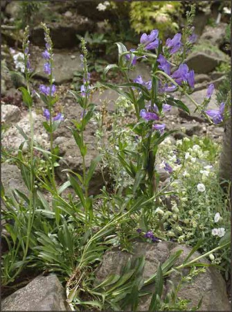 Penstemon humile.